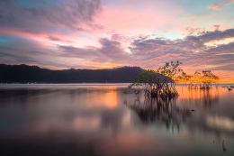 mangrove with colours 