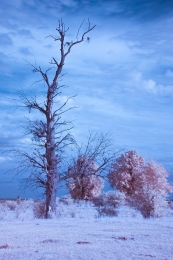 Old tree in infrared 