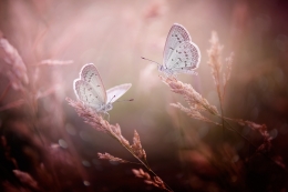 Butterfly in Love 