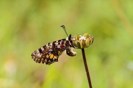 ZERYNTHIA RUMINA - Papilionidae Family 