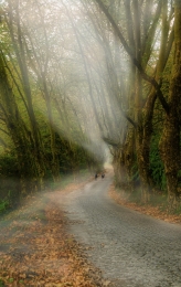 Misty path 