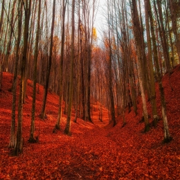 Red forest 