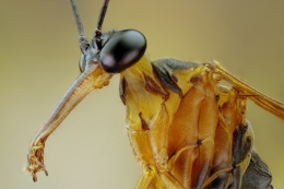 Scorpion Fly 