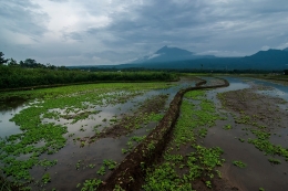 pulutan hokya-hokya 