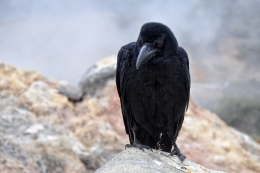 Black Bird 