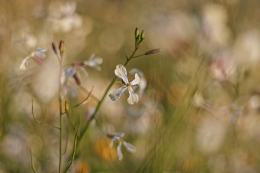 A suavidade da primavera_ 