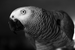 Papagaio-cinzento 