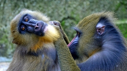 Macaquices 