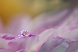dew in the purple 