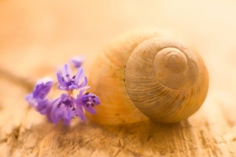 Snail with flowers 