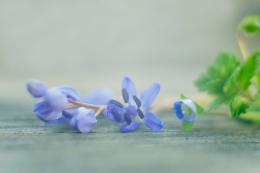 Blue spring flowers 