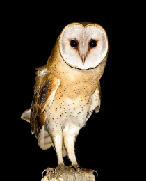 NIGHT OWL 