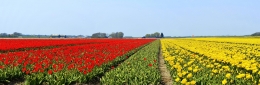 Tulip fields panorama 