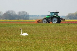 The swan and the tractor 