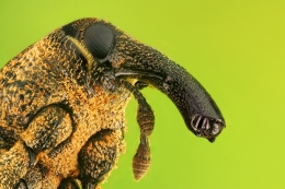 weevil 2 