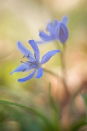 Spring blue flowers 