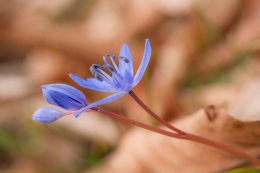 Blue spring flower 