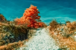 Infrared autumn 