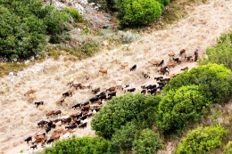  PASTORALISM IN THE MOUNTAIN 