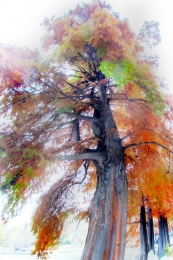 autumn colors (41) 