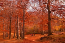 Countryside with forest 