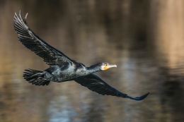 Phalacrocorax carbo 