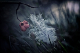 Petites perles de rosée 