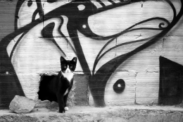 Cat graphite 