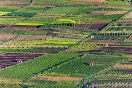 paddy field 