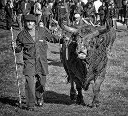 Santos - Feira do gado - Chaves 