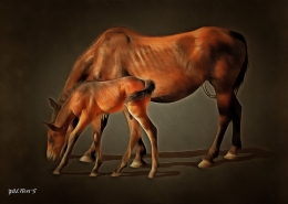 Two horses 