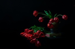Red tulips (4) 