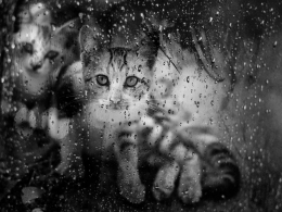 rain and cat 