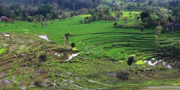 Traditional Farming 