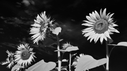 Sunflower (infrared) 