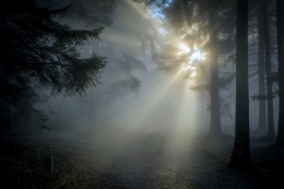 Forest of fantastic thick fog 