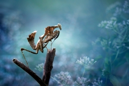 Dead-Leaf Mantis 