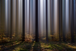 Forest curtain / Leśna kurtyna  