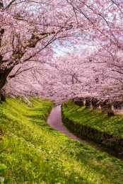 Tunnel of cherry blossoms 