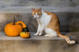 Pumpkin guard 