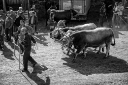 Na feira do gado - Chaves 