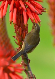 The Bird & Flower 