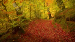 Autumn forest 6 