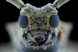 Long horn beetle 