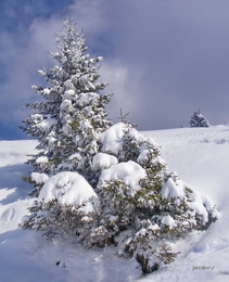 Winter tree 