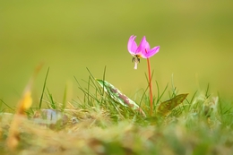 Spring wild flower 