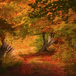 Autumn forest 7 