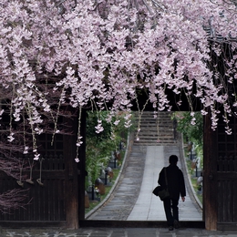 Sakura gate 