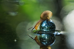 snail n reflection 