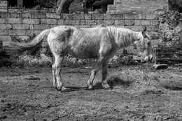 cavallo bianco 